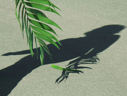 Palm branch with shadow of person carrying palm branch behind it.