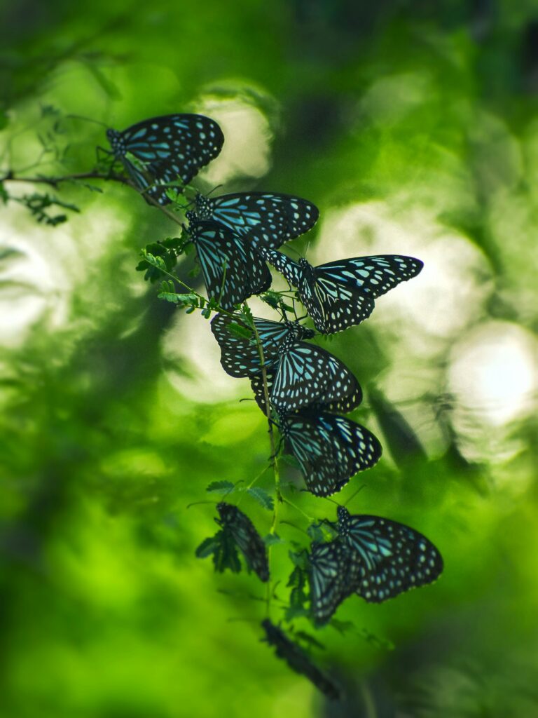 Butterflies among greenery