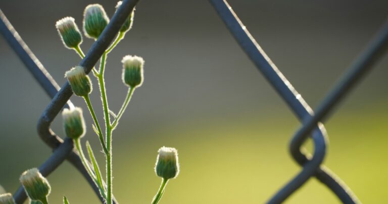 Flower growing up between chain link fence